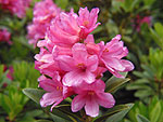 Rododendron