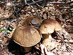 Autunno tempo di funghi