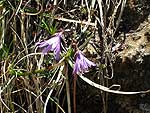 Soldanella alpina