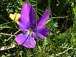 Viola di Cavillier