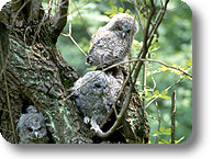 Tawny owl