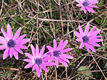 Star Windflower