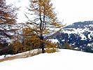 Gran Bosco di Salbertrand