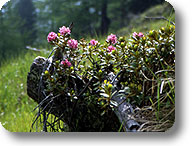 Rhododendron