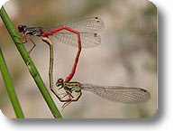 Libellula