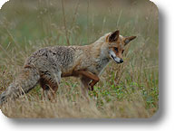 Fuchs