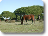 Maremma Pferde