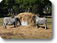 Maremma-Rinder