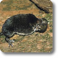 Spitzmaus