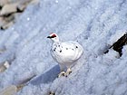 Pernice bianca in abito invernale