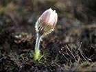 Pulsatilla alpina