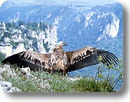 Griffon vulture