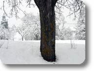 Landscape covered with snow