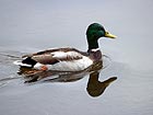 Mallard