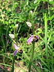 Ophrys apifera