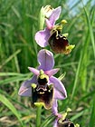 Ophrys fuciflora