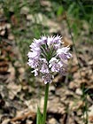 Orchis tridentata