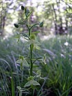 Platanthera clorantha