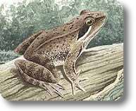 Rana latastei