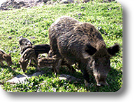 Wild boar