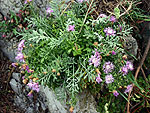 Centaurea veneris