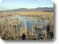 Lago Trasimeno