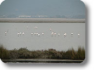 Riserva Naturale Provinciale Diaccia Botrona