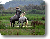 Camargue giocano