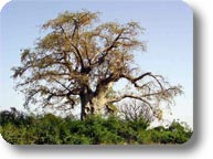 baobab