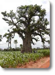 baobab