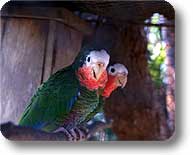 Cuban Amazon Parrot