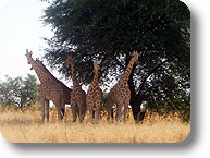 Giraffes