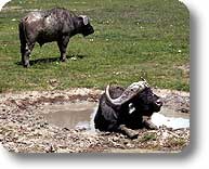 Buffalos