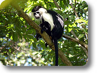 Black and white colobus monkey