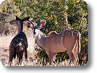 Kudu