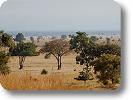 Mikumi National Park